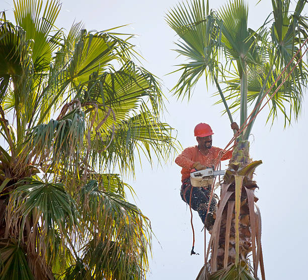 How Our Tree Care Process Works  in  St Marys, KS